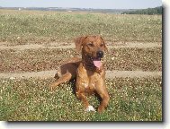 Rhodesian Ridgeback
