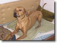 Rhodesian Ridgeback