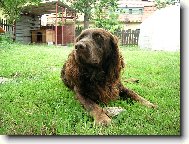 German Spaniel, Deutscher Wachtelhund