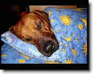 Rhodesian Ridgeback