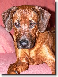 Rhodesian Ridgeback