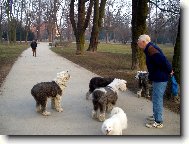 Old English Sheepdog