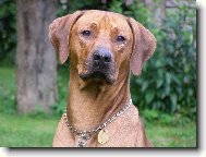 Rhodesian Ridgeback
