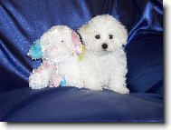 Bichon  poil fris, Bichon Frise