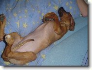 Rhodesian Ridgeback