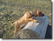 Rhodesian Ridgeback
