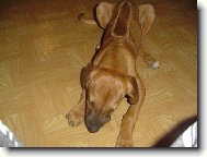 Rhodesian Ridgeback