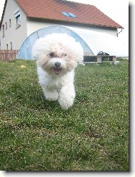 Bichon  poil fris, Bichon Frise