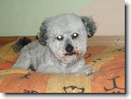 Bichon  poil fris, Bichon Frise