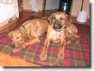 Rhodesian Ridgeback