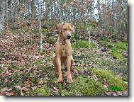 Rhodesian Ridgeback