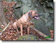 Rhodesian Ridgeback