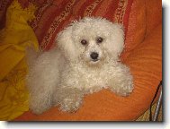 Bichon  poil fris, Bichon Frise