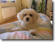 Bichon  poil fris, Bichon Frise