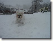 Bichon  poil fris, Bichon Frise