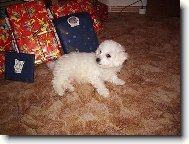 Bichon  poil fris, Bichon Frise