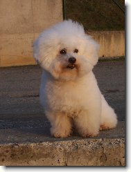 Bichon  poil fris, Bichon Frise