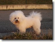 Bichon  poil fris, Bichon Frise