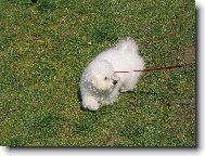 Bichon  poil fris, Bichon Frise