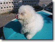 Bichon  poil fris, Bichon Frise