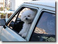 Bichon  poil fris, Bichon Frise