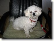 Bichon  poil fris, Bichon Frise