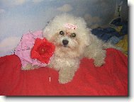 Bichon  poil fris, Bichon Frise