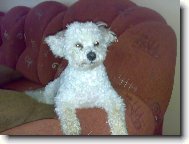 Bichon  poil fris, Bichon Frise