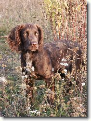 German Spaniel, Deutscher Wachtelhund