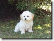 Bichon  poil fris, Bichon Frise