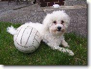 Bichon  poil fris, Bichon Frise