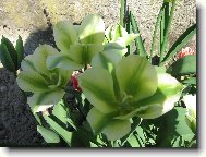 Tulipn