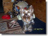 Jorkšírský terier, Yorkshire Terrier,