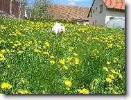 Bichon  poil fris, Bichon Frise