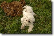 Bichon  poil fris, Bichon Frise