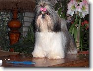icu, Shih-Tzu