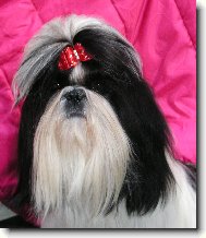 icu, Shih-Tzu