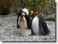 icu, Shih-Tzu