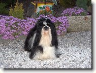 icu, Shih-Tzu
