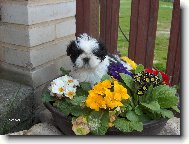 icu, Shih-Tzu