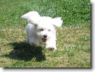 Bichon  poil fris, Bichon Frise