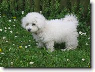 Bichon  poil fris, Bichon Frise