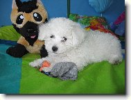 Bichon  poil fris, Bichon Frise