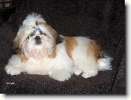 icu, Shih-Tzu