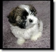 icu, Shih-Tzu