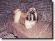 icu, Shih-Tzu