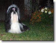 icu, Shih-Tzu