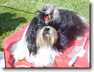 icu, Shih-Tzu