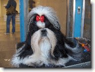 icu, Shih-Tzu
