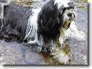 icu, Shih-Tzu